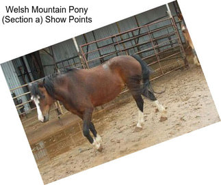 Welsh Mountain Pony (Section a) Show Points