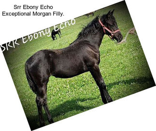 Srr Ebony Echo\