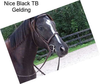 Nice Black TB Gelding