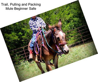 Trail, Pulling and Packing Mule Beginner Safe