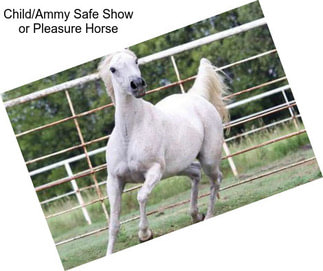 Child/Ammy Safe Show or Pleasure Horse