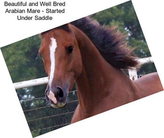 Beautiful and Well Bred Arabian Mare - Started Under Saddle