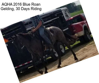 AQHA 2016 Blue Roan Gelding, 30 Days Riding