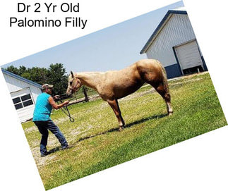 Dr 2 Yr Old Palomino Filly