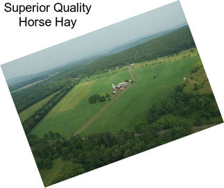 Superior Quality Horse Hay