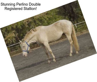 Stunning Perlino Double Registered Stallion!