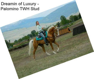 Dreamin of Luxury - Palomino TWH Stud