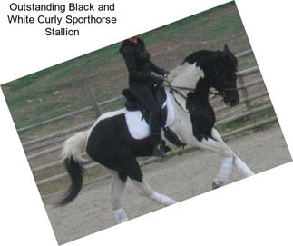 Outstanding Black and White Curly Sporthorse Stallion