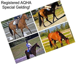 Registered AQHA Special Gelding!