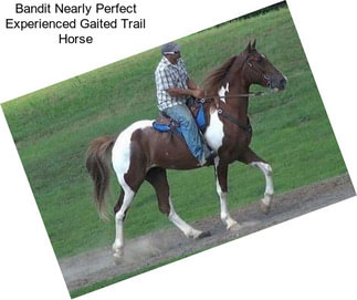 Bandit Nearly Perfect Experienced Gaited Trail Horse
