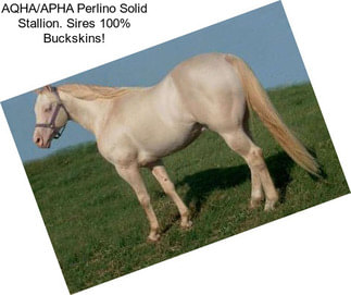 AQHA/APHA Perlino Solid Stallion. Sires 100% Buckskins!