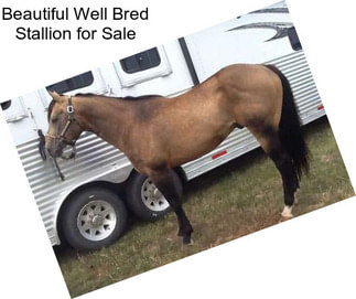 Beautiful Well Bred Stallion for Sale