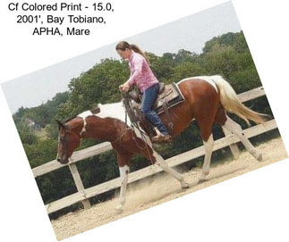 Cf Colored Print - 15.0, 2001\', Bay Tobiano, APHA, Mare