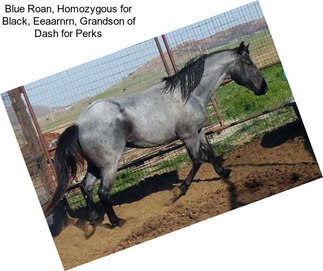 Blue Roan, Homozygous for Black, Eeaarnrn, Grandson of Dash for Perks