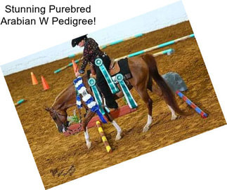 Stunning Purebred Arabian W Pedigree!