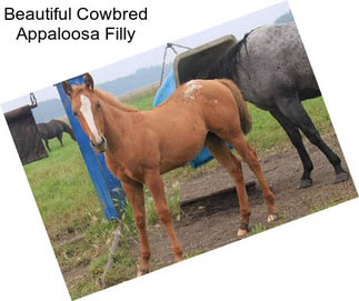 Beautiful Cowbred Appaloosa Filly