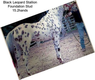 Black Leopard Stallion Foundation Stud 15.2hands