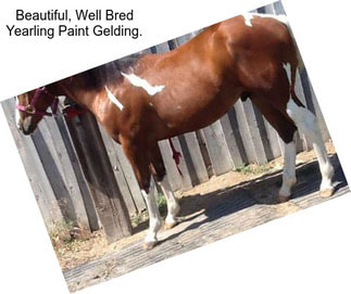 Beautiful, Well Bred Yearling Paint Gelding.