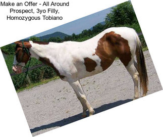 Make an Offer - All Around Prospect, 3yo Filly, Homozygous Tobiano