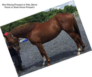 Nice Racing Prospect or Polo, Barrel Horse or Show Horse Prospect