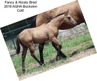 Fancy & Nicely Bred 2018 AQHA Buckskin Colt!