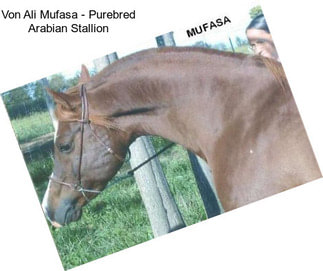 Von Ali Mufasa - Purebred Arabian Stallion