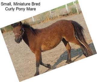 Small, Miniature Bred Curly Pony Mare