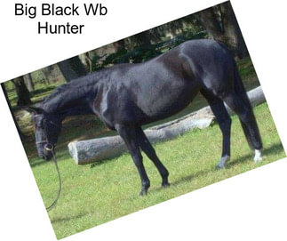Big Black Wb Hunter