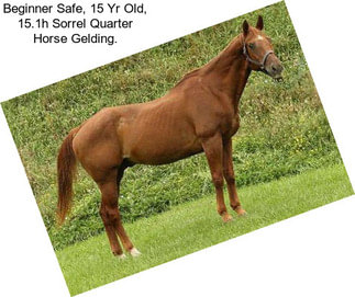 quarter horses for sale in ny