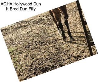 AQHA Hollywood Dun It Bred Dun Filly