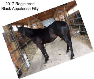 2017 Registered Black Appaloosa Filly