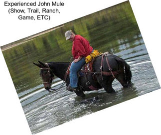 Experienced John Mule (Show, Trail, Ranch, Game, ETC)