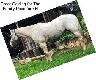 Great Gelding for The Family Used for 4H