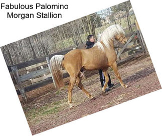 Fabulous Palomino Morgan Stallion