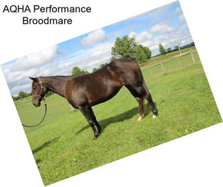 AQHA Performance Broodmare