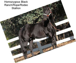 Homozygous Black Ranch/Rope/Rodeo Stallion