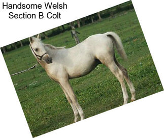 Handsome Welsh Section B Colt