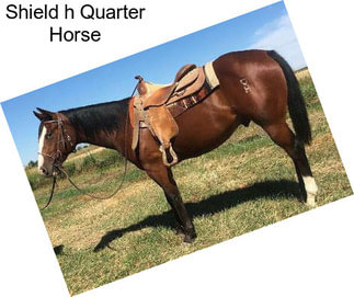 Shield h Quarter Horse