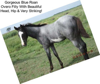 Gorgeous Blue Roan Overo Filly With Beautiful Head, Hip & Very Striking!