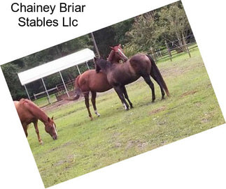 Chainey Briar Stables Llc