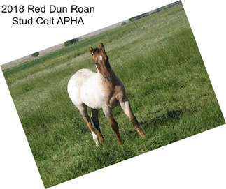 2018 Red Dun Roan Stud Colt APHA