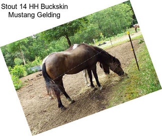 Stout 14 HH Buckskin Mustang Gelding