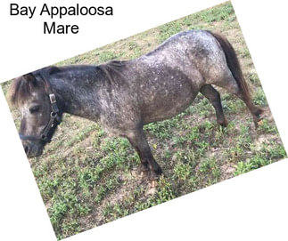 Bay Appaloosa Mare