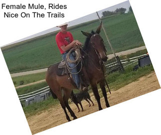 Female Mule, Rides Nice On The Trails