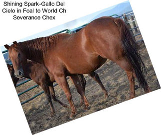 Shining Spark-Gallo Del Cielo in Foal to World Ch Severance Chex