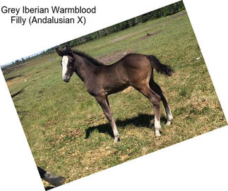 Grey Iberian Warmblood Filly (Andalusian X)