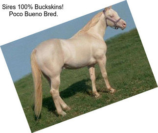 Sires 100% Buckskins!  Poco Bueno Bred.