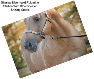 Shining Silverngold Palomino Stallion With Bloodlines of Shining Spark