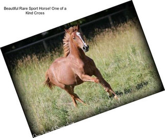 Beautiful Rare Sport Horse! One of a Kind Cross