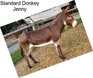 Standard Donkey Jenny